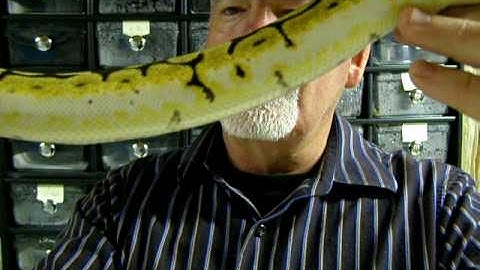 Brian Gundy / For Goodness Snakes /  Bumble Bee Ball Python
