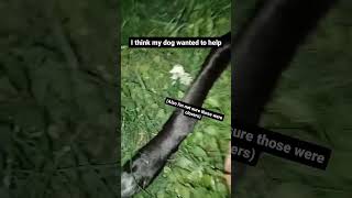 Day 2 Of Finding A Four Leaf Clover  asmr