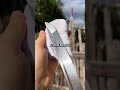 El increíble patrón de las hojas de damasco