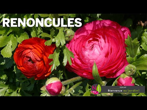 LES RENONCULES : RAFFINEMENT, DÉLICATESSE ET ROMANTISME OU BIEN ADVENTICES  ENVAHISSANTES ET TOXIQUES - thptnganamst.edu.vn