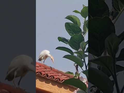 نقار الماشية