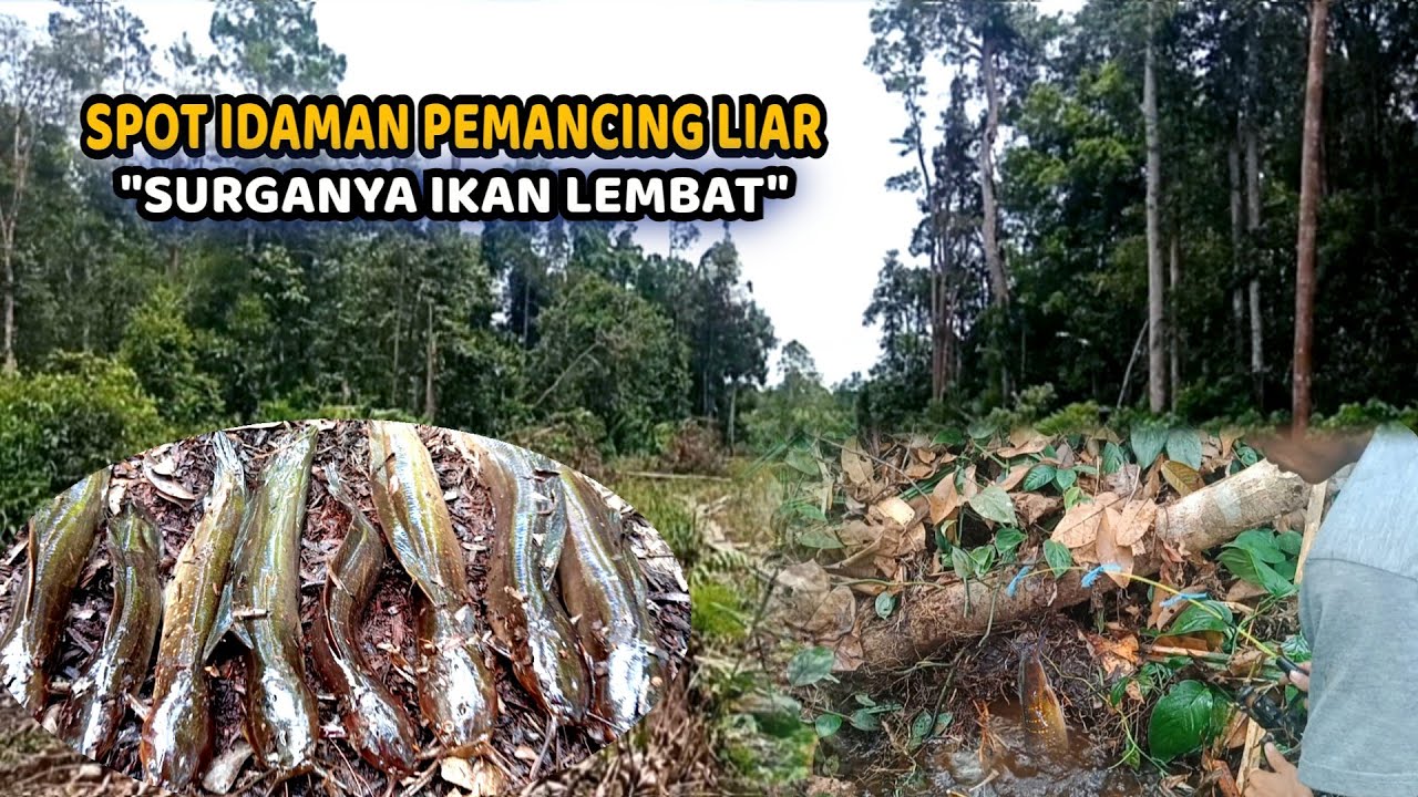 REJEKI PEMANCING INI FULL STRIKE IKAN LEMBAT DALAM HUTAN RAWA || PEMANCING IKAN LEMBAT