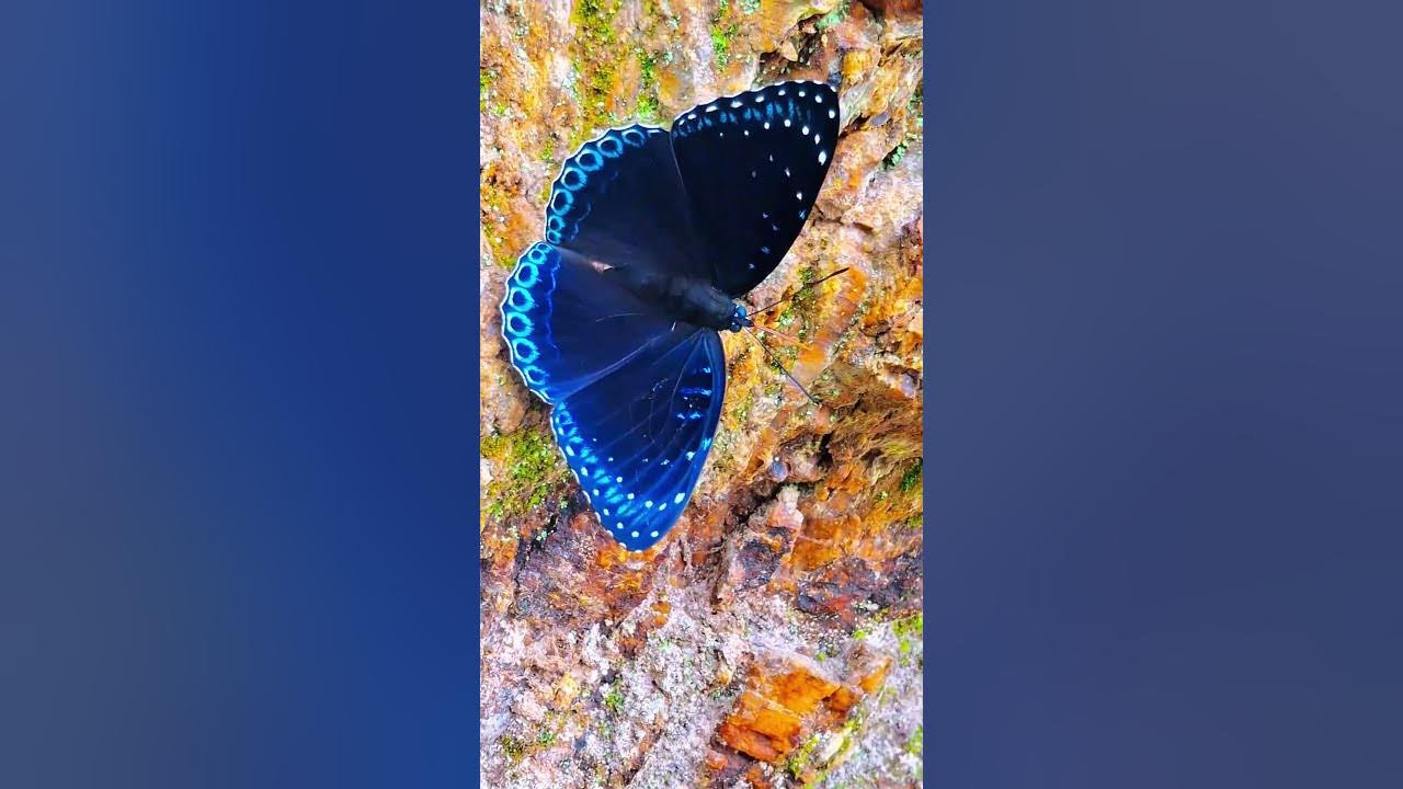 AI or Real 🤔 ?? #youtube #youtuber #youtubeshort #youtubevideo #short #shorts #ytshorts #insects