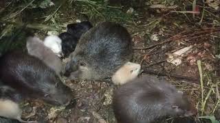 видео: Які корми для нутрій є ще на городі на кінець жовтня  картинка: Які корми для нутрій є ще на городі на кінець жовтня