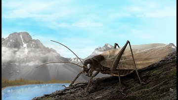 Scientists recreate the song of a 150-year-old insect that could help rediscover its species