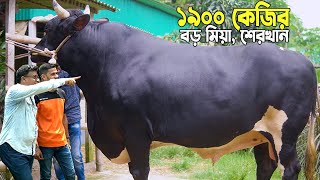 এবার দেশের সেরা চমক নিয়ে এলো সিরাজগঞ্জের শিশির ভাইয়ের বড় মিয়া ও শেরখান। সফল উদ্যোক্তার গরু পালন