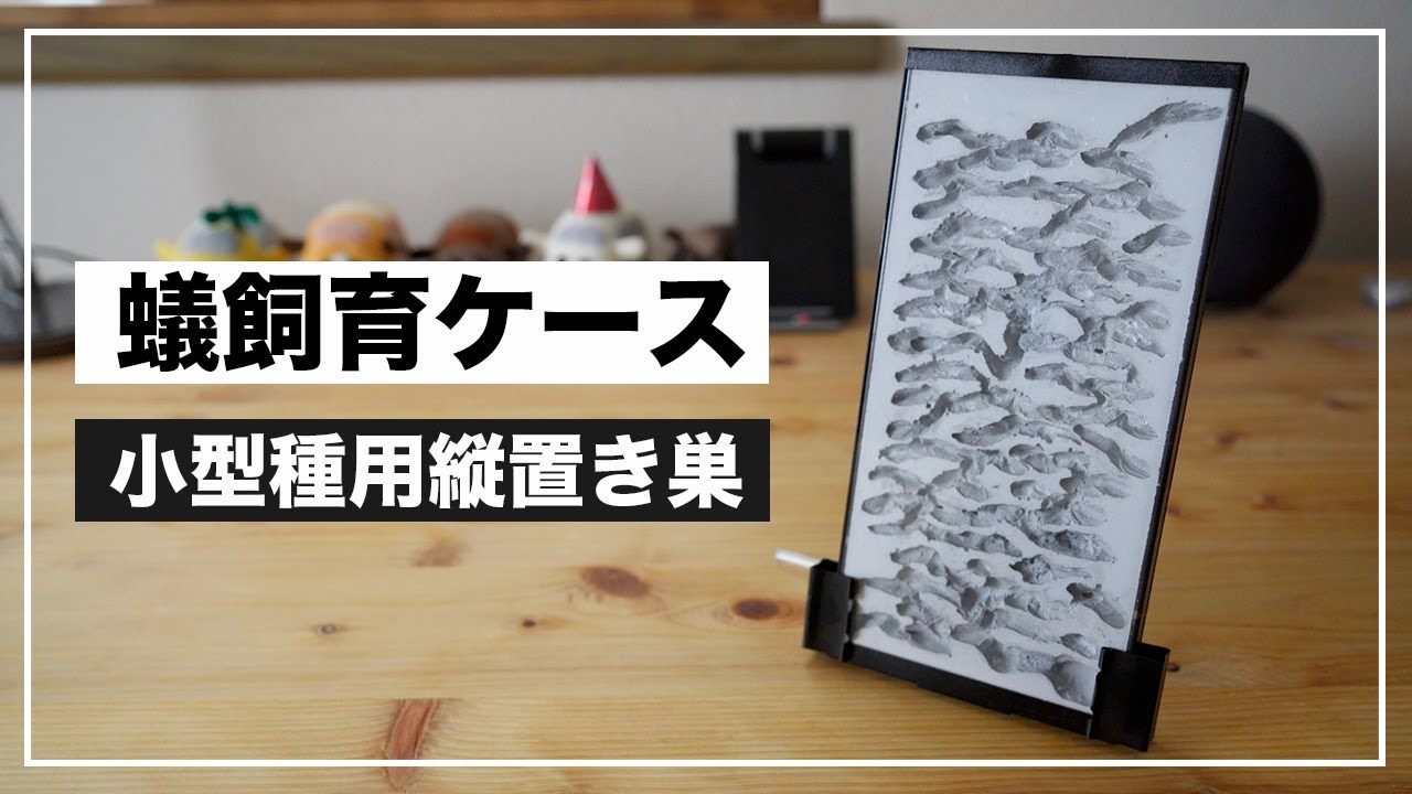 超高品質で人気の 蟻 石膏巣 飼育ケース