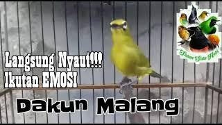 Pleci Malang Bikin Gacor Dan Ngotot Nembak!!!
