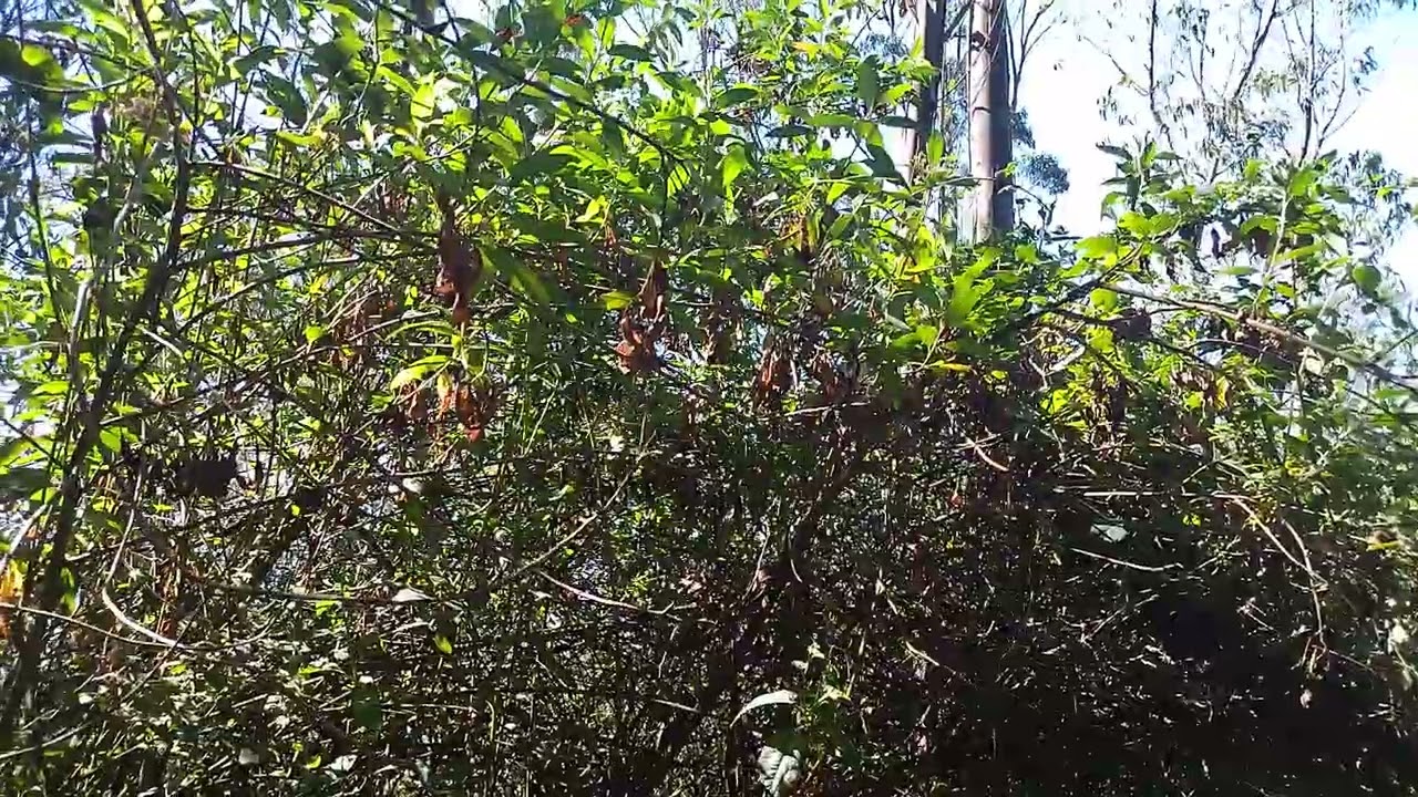 CAMINATAS Y AVENTURAS AL EXTREM QUE DIOSITO ME LOS. CUIDE  TODOS LOS DIAS Y SUSCRIBETE