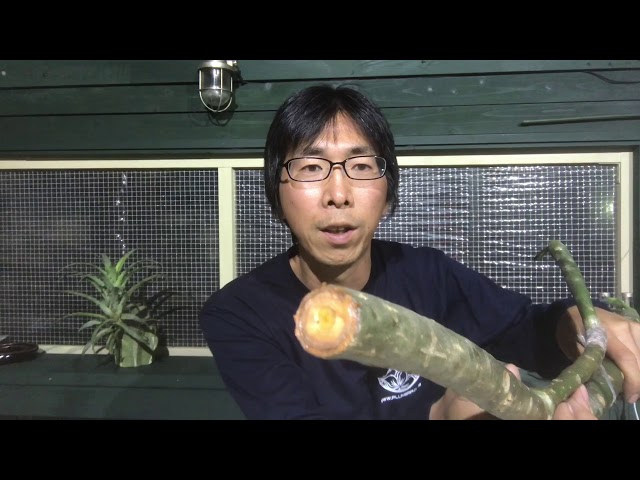 Plumeri TV - VOL.15】秋冬のプルメリア苗のレスキュー法について