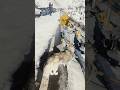 Dog 🐕 ya Wolf 🐺. Ye Dog Nahi, Snow King Hai 🐺❄️ #sleepydog #viral #memes #shortsviral
