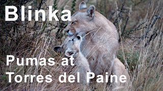 Journey into the Wild: Blinka Pumas at Torres del Paine (4K)