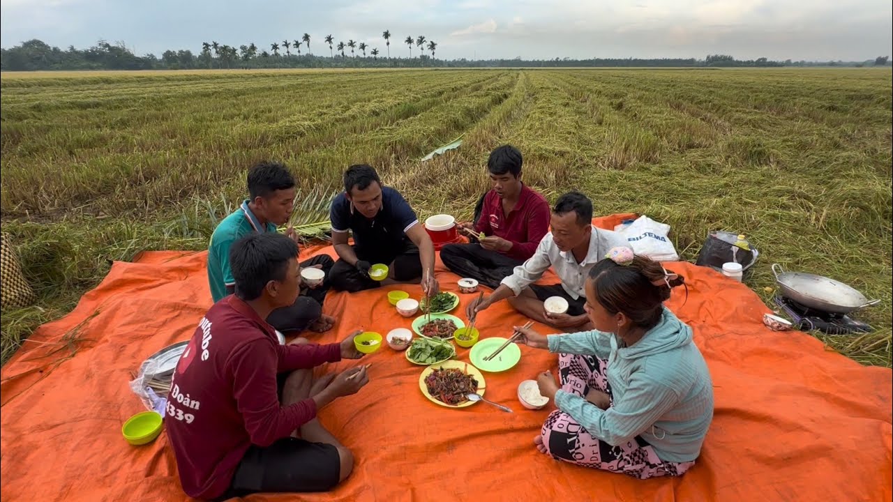 Chuột đồng xào Ớt / Bắt chuột mùa gặt lúa ở cánh đồng Kế Sách VXĐ 985 