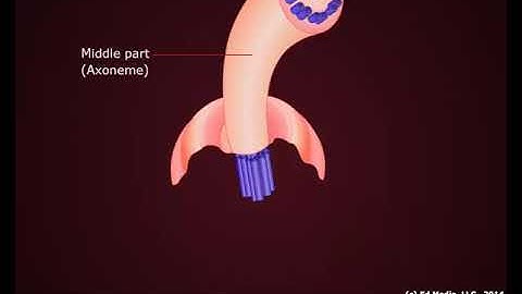 Cilia and Flagella