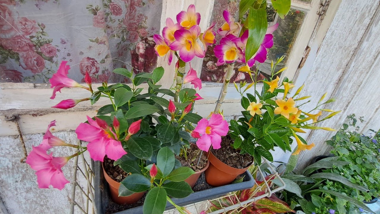 Flores novas no jardim uma mais linda do que a outra