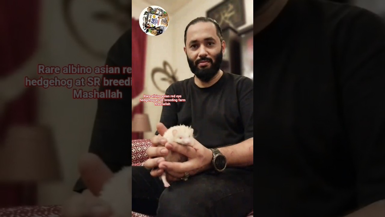 Rare albino asian red eye hedgehog at SR breeding farm Mashallah🇵🇰😎☕️👍#srbreedingfarm