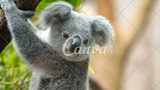 Learn Abc Animal Facts From Mathis F.