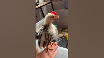 Baby rooster crowing | Rooster first crow #rooster #crow