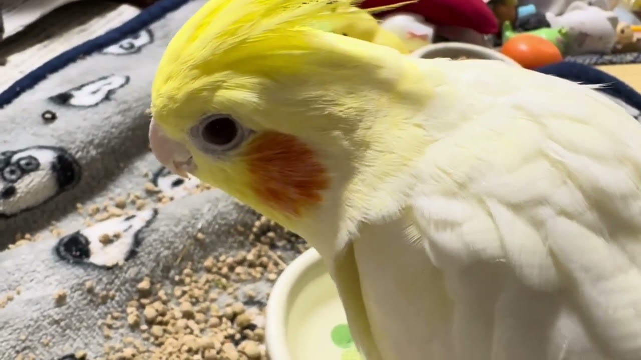 オカメインコのチョコボのイブニングルーティン 2026.1.15