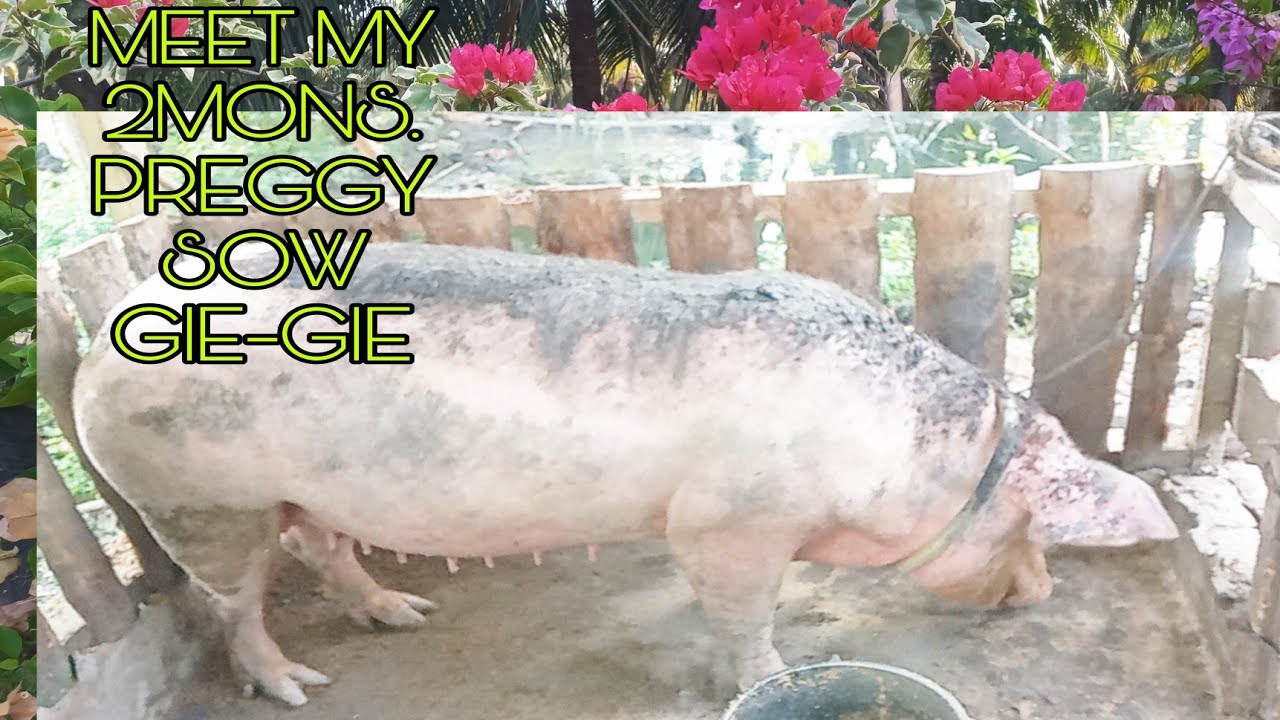 TWO MONTHS PREGNANT SOW