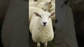 Famous Andy Cato on Farming & Giving Back 🌾 Net Worth