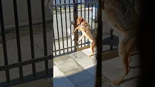 Clever Dog Unlatches Gate With Nose And Paws