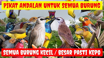 AMPUH ANTI GAGAL‼️SUARA PIKAT BURUNG YANG SUSAH TURUN AMPUH UNTUK PIKAT SEMUA BURUNG KECIL DAN BESAR