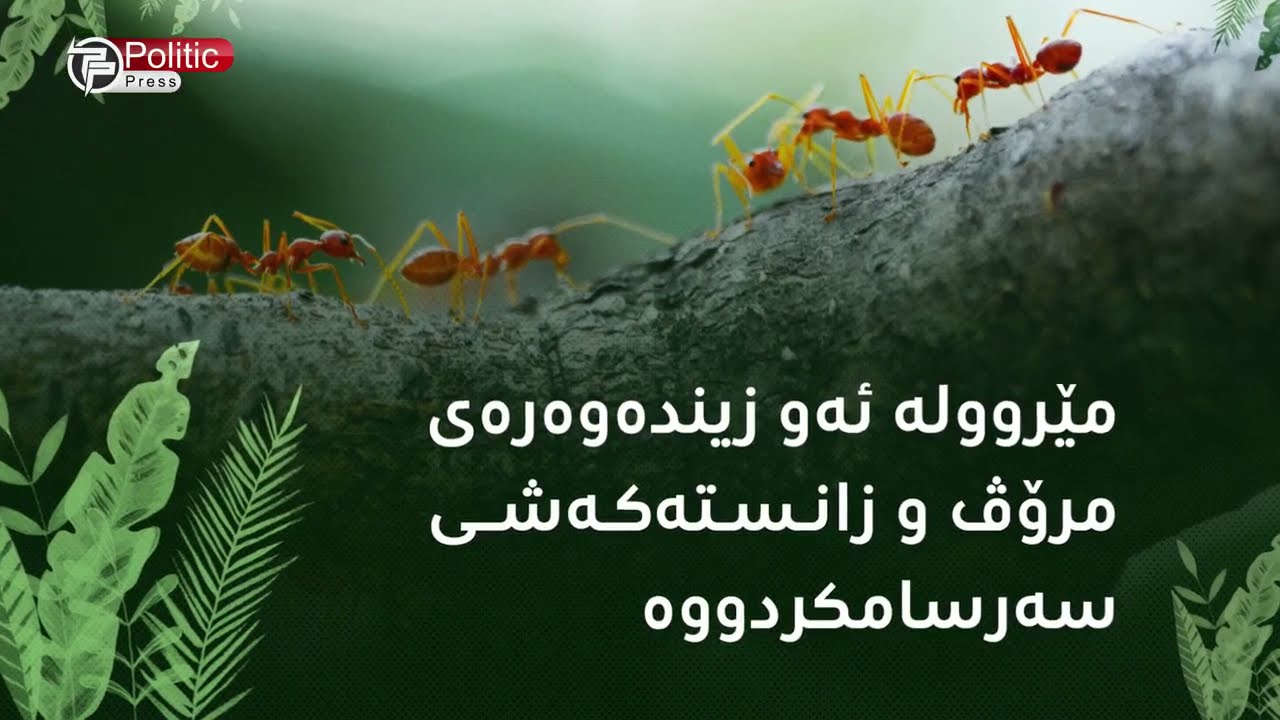 چی لەبارەی جیهانە سەرسوڕهێنەرەکەی مێروولە دەزانیت؟