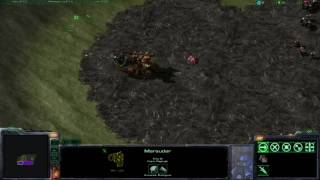 Ultra Chasing Bug