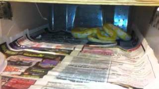 White Striped tiger reticulated python