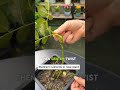 🌿Make your rose plant grow more shoots by redirecting the nutrients with this method🌿