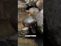 The platypus has found another way to break the mammalian mold