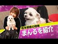 松本梨香の相棒・まんるを紹介!ピカチュウっぽい!?天才犬!?スゴ技大公開!!