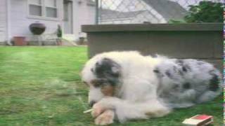 Why Your Dog Really Goes Outside by JDACanimalblog 716 views 14 years ago 20 seconds