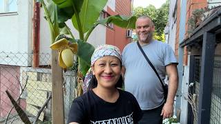 SOMEONE STOLE MY LILLIES!!!!! COME SEE OUR BANANAS!! TANGKHUL LIFE IN SERBIA