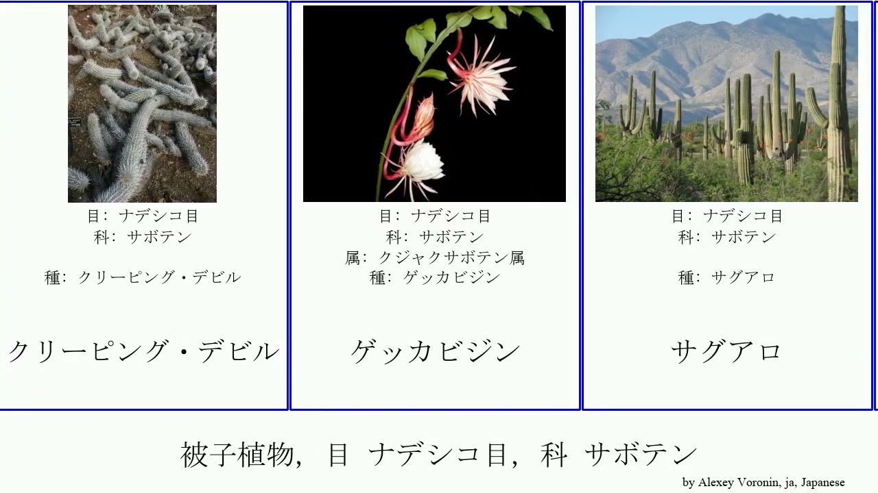 被子植物 目 ナデシコ目 科 サボテン Angiosperms レウエンベルゲリア ブレオ ゲッカビジン アストロフィツム属 Caryophyllales キシカク レプトケレウス属 レブチア Youtube
