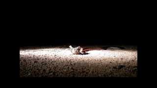 Caught Red-Handed Red-Lipped Snake Eats A Rain Frog For Dinner