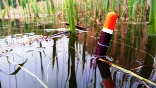 Huge crucians and carps tear their gear