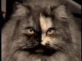 🎱 Camilla, la mia gatta persiana - Camilla, my Persian female cat 🎱