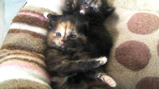 Tortoiseshell Kittens