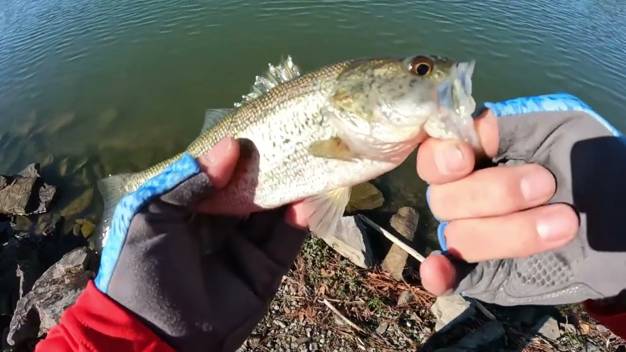 Fishing For Clarity #bassfishing #fishingfreak #bassfreak #fishingafterwork #fishing #fish #bassfish