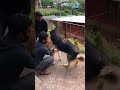 Husky mating in nepal