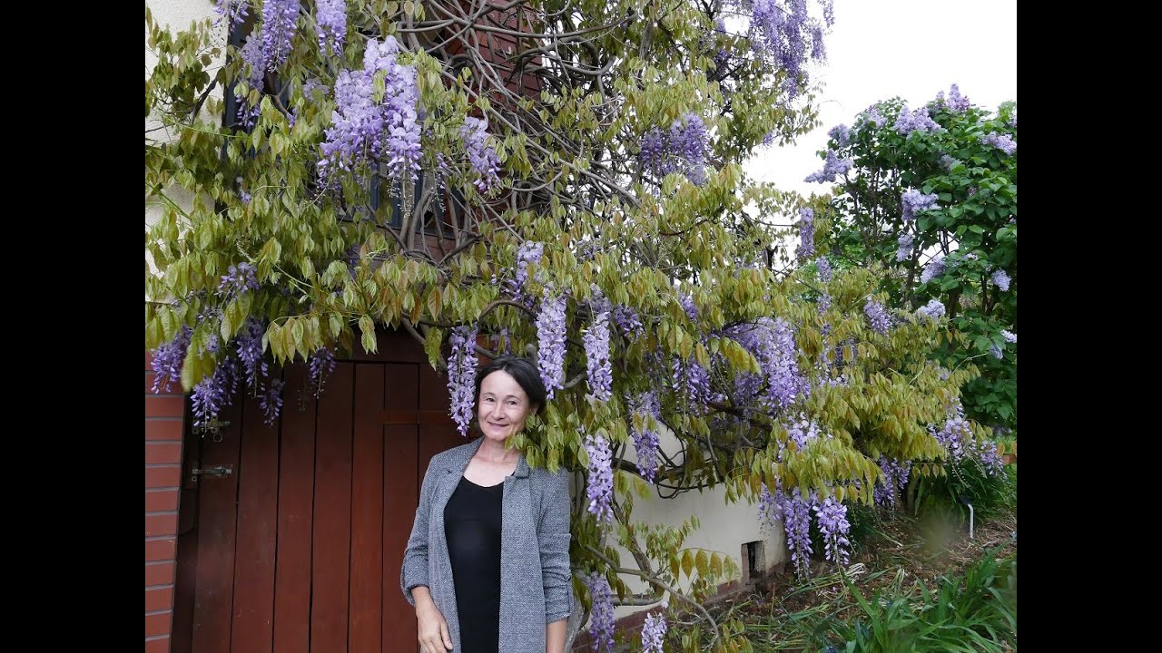 Kwiatowy sza glicynii - wisterii. Glicynia chiska "Prolific".Permakultura