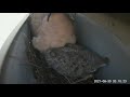 Mourning Dove feeding crop milk to chick.