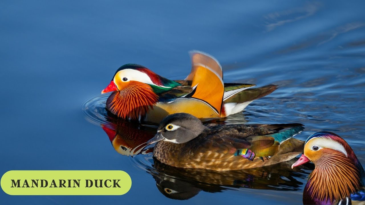 8 Colorful Facts About Mandarin Ducks