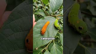 Nature's Best Impostor