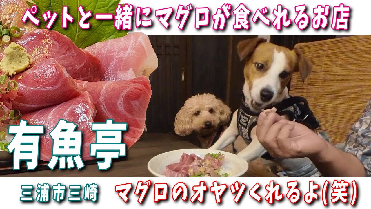 【三崎 有魚亭】ワンコも店内入れてマグロ三昧 ミサキドーナツでスイーツ満喫 食べて飲んで買い物三昧 ジャックちゃんにもバッタリ！🐶　