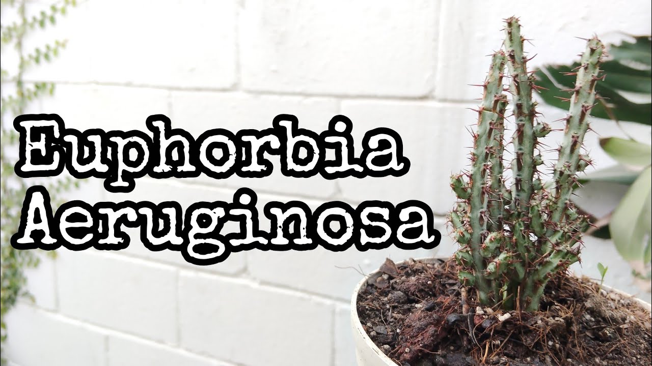 Euphorbia Aeruginosa 