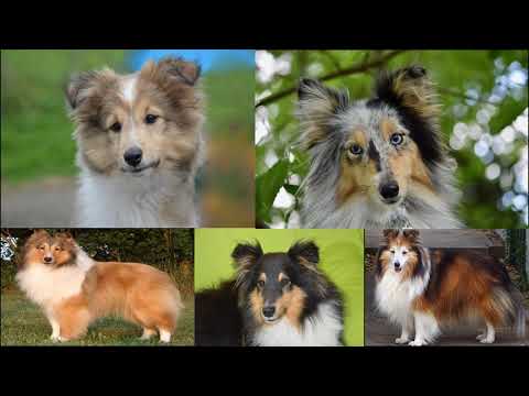 فيديو: الفرق بين الذهبي المسترد & لابرادور المسترد الكلاب