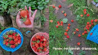 PANEN STRAWBERRY JUMBO SAMPE HUJAN HUJANAN🍓🍓